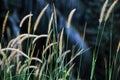 Flowering grass